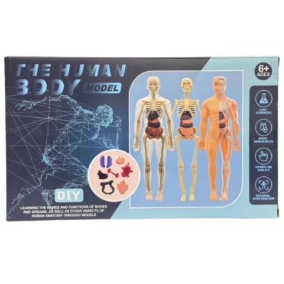 Modelo Esqueleto Humano The Human Body